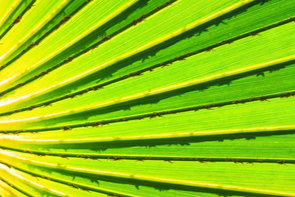 Groene palmbladeren — Stockfoto