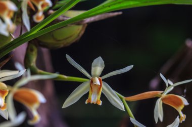 Coelogyne trinervis orkide