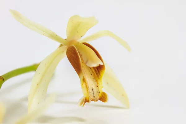 Orquídea de Coelogyne trinervis — Foto de Stock