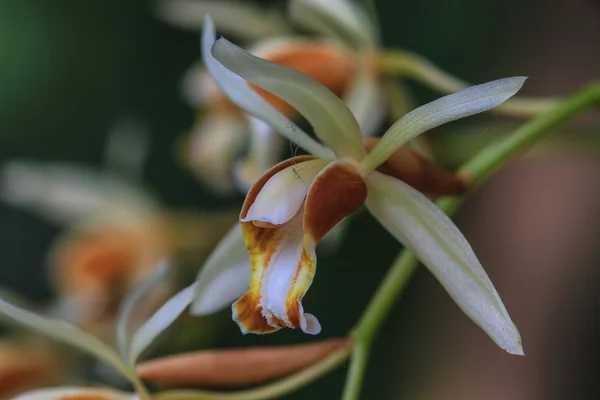 Orchidées de Coelogyne trinervis — Photo