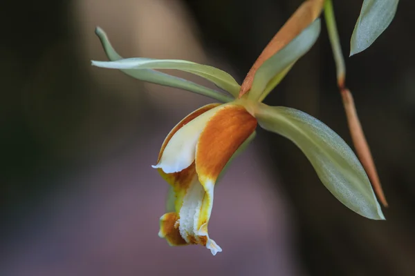 Coelogyne trinervis-Orchideen — Stockfoto