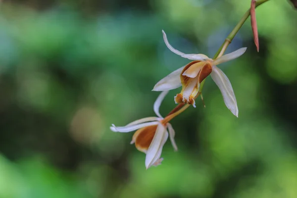 Coelogyne trinervis orchids — Stock Photo, Image