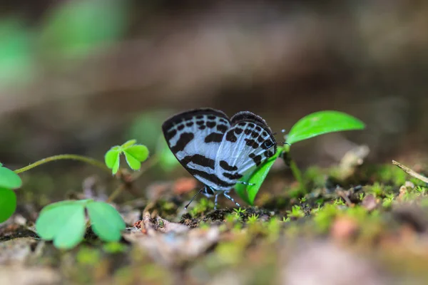 Piękny motyl na ziemi — Zdjęcie stockowe