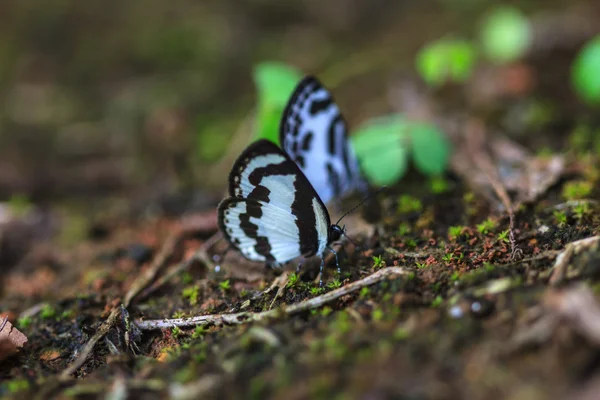 Prachtige vlinder op grond — Stockfoto