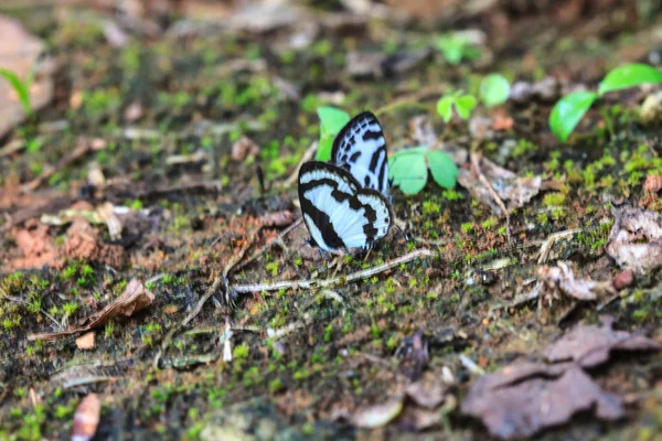 Schöner Schmetterling auf dem Boden — Stockfoto