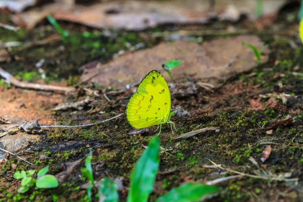 Beautiful Butterfly on ground — Stock Photo, Image