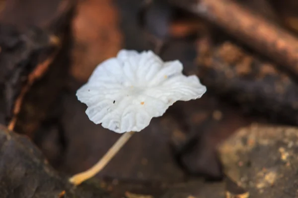 Paddestoelen groeien op een levende boom — Stockfoto