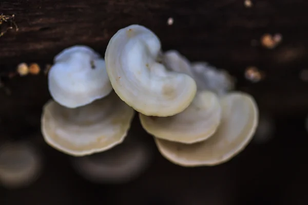 Mushrooms growing on a live tree — Stock Photo, Image