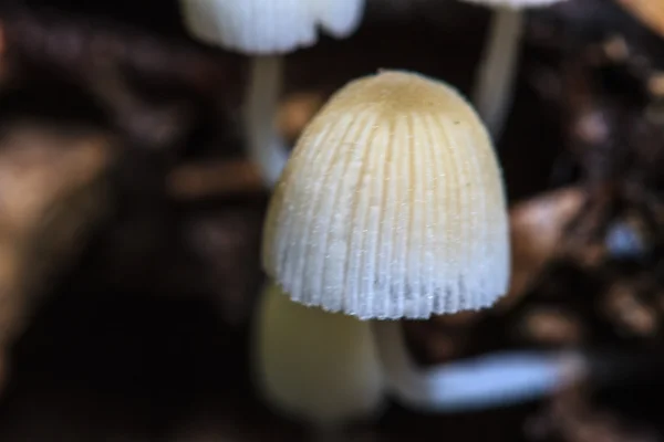 蘑菇生长在活的树上 — 图库照片