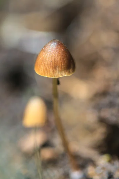 Paddestoelen groeien op een levende boom — Stockfoto