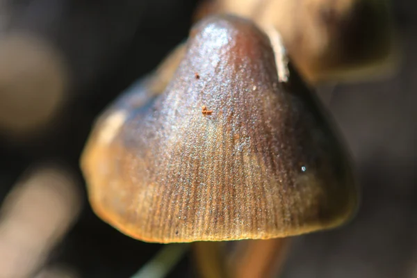 Funghi che crescono su un albero vivo — Foto Stock