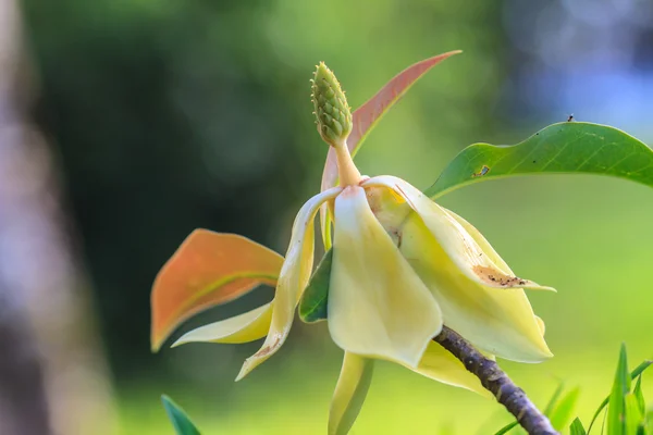 Magnolia utilis flor — Foto de Stock