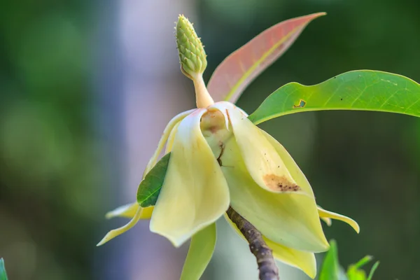 Magnolia utilis flower — Stock Photo, Image