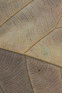 Arkaplan için soyut yeşil yaprak dokusu