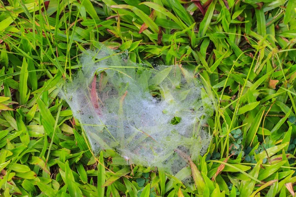 Sieć pająka i rosy — Zdjęcie stockowe