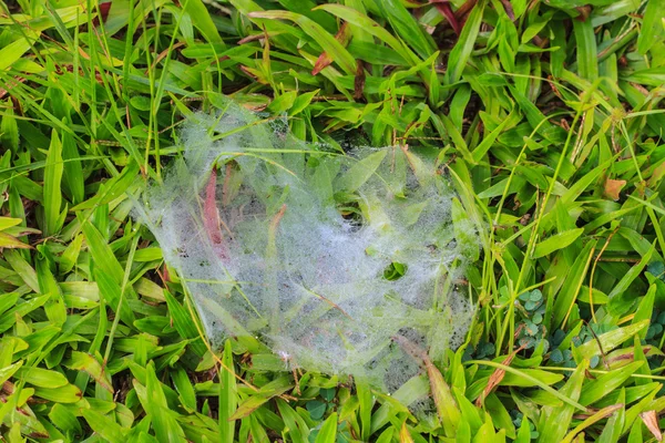 Web de la araña y el rocío —  Fotos de Stock