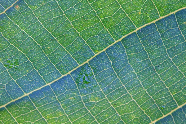 Textura de hoja verde abstracta para el fondo —  Fotos de Stock