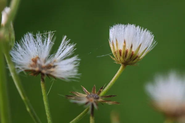 Bellissimo fiore selvatico nella foresta — Foto Stock