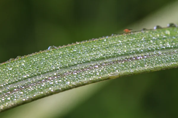 Green leaf with drops of water — Stock Photo, Image