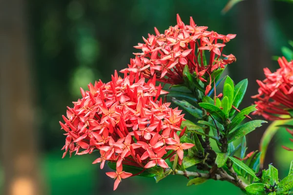 Czerwony ixora (Szkarłatna) piękny kwiat — Zdjęcie stockowe