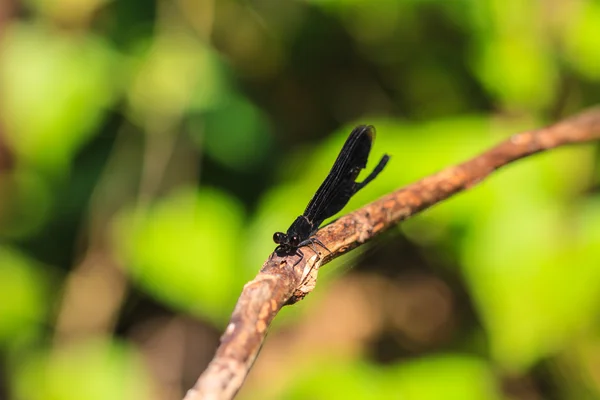Spjeldfugl i skog – stockfoto