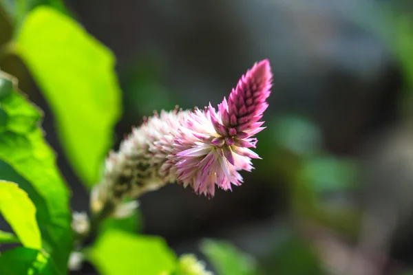 Bellissimo fiore selvatico nella foresta — Foto Stock