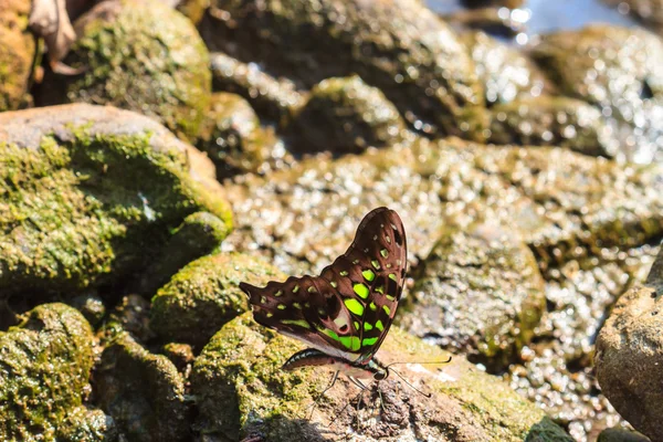 Beautiful Butterfly on ground — Stock Photo, Image