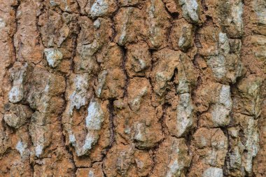 Ağaç kabuğu dokusu 