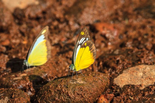 Prachtige vlinder op grond — Stockfoto