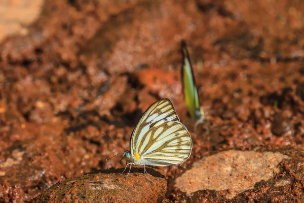 Prachtige vlinder op grond — Stockfoto