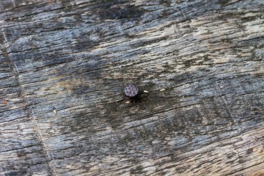 ahşap yüzey, yatay fotoğrafta çivi