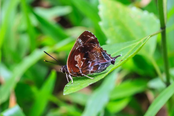 지상에 아름 다운 나비 — 스톡 사진