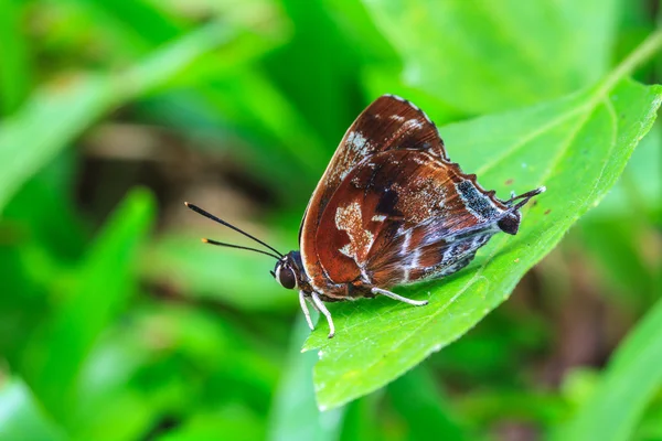 Prachtige vlinder op grond — Stockfoto