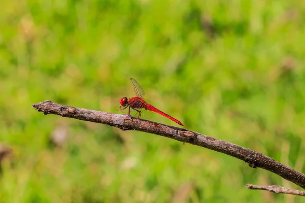 Libélula na planta — Fotografia de Stock