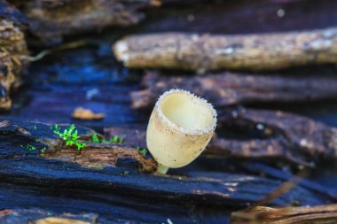 canlı ağaç büyüyen mantar