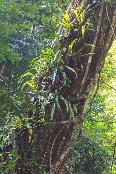 Fern on trunk tree — Stock Photo, Image