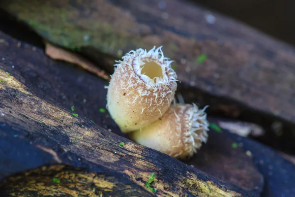 Paddestoelen groeien op een levende boom — Stockfoto