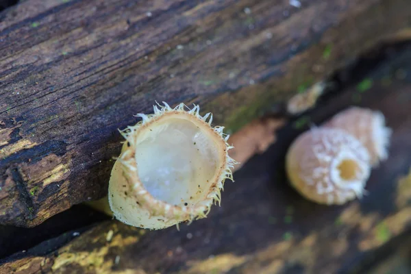 Cogumelos crescendo em uma árvore viva — Fotografia de Stock
