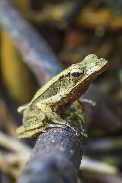 Frog on a tree — Stock Photo, Image