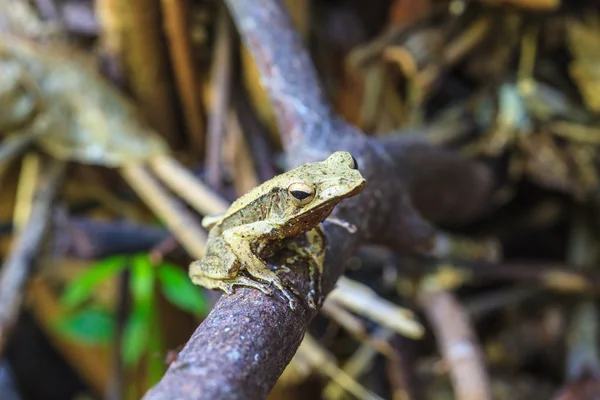 Rana en un árbol —  Fotos de Stock