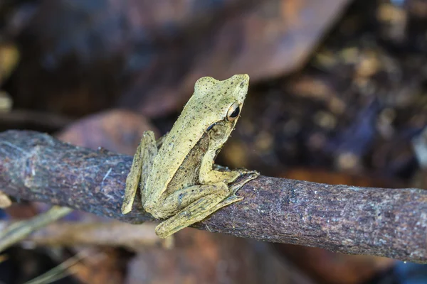 Rana en un árbol —  Fotos de Stock