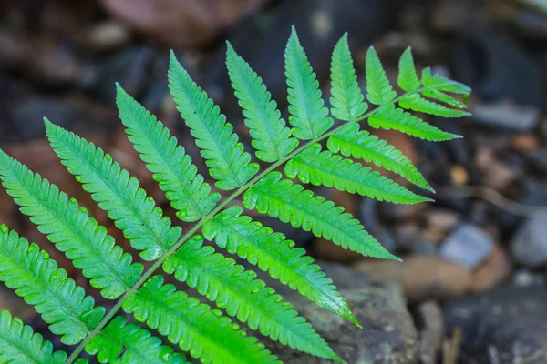 Fern liści tekstury — Zdjęcie stockowe