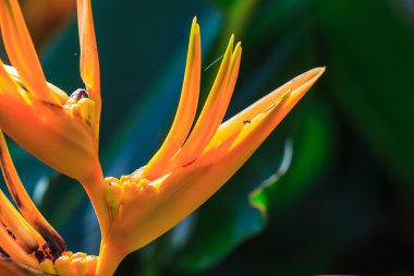 Cennet kuşu çiçeği.