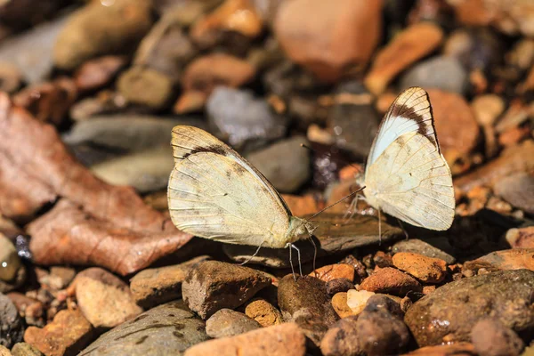 Prachtige vlinder op grond — Stockfoto