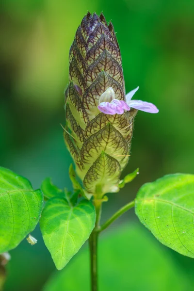 Beautiful wild flower in forest — Stock Photo, Image