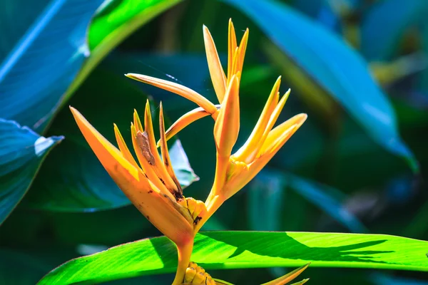 Cennet kuşu çiçeği.