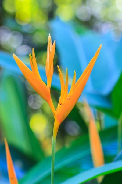 Bird of Paradise flower — Stock Photo, Image