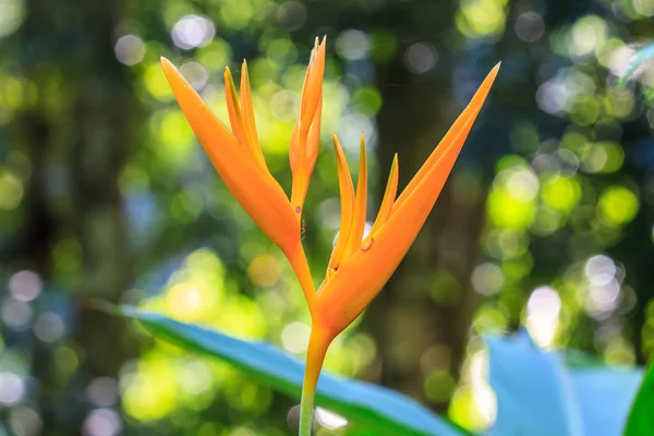 Bird of Paradise flower — Stock Photo, Image