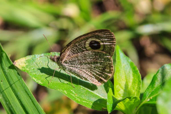 Prachtige vlinder op grond — Stockfoto