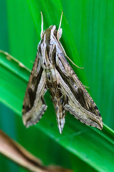 Close up of moth — Stock Photo, Image